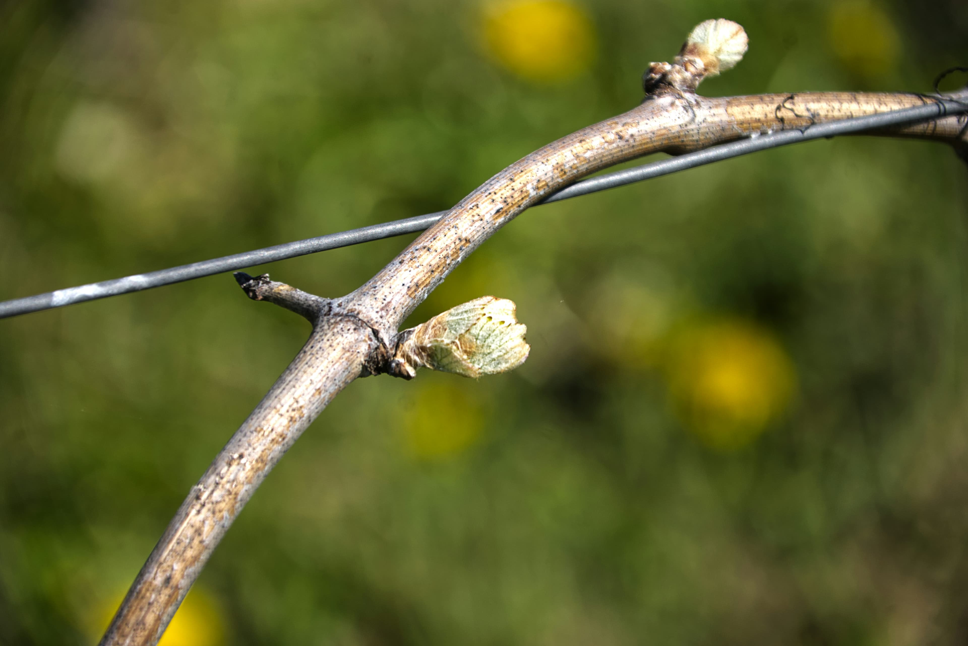 Frische Knospe an einer Rebe im Frühling