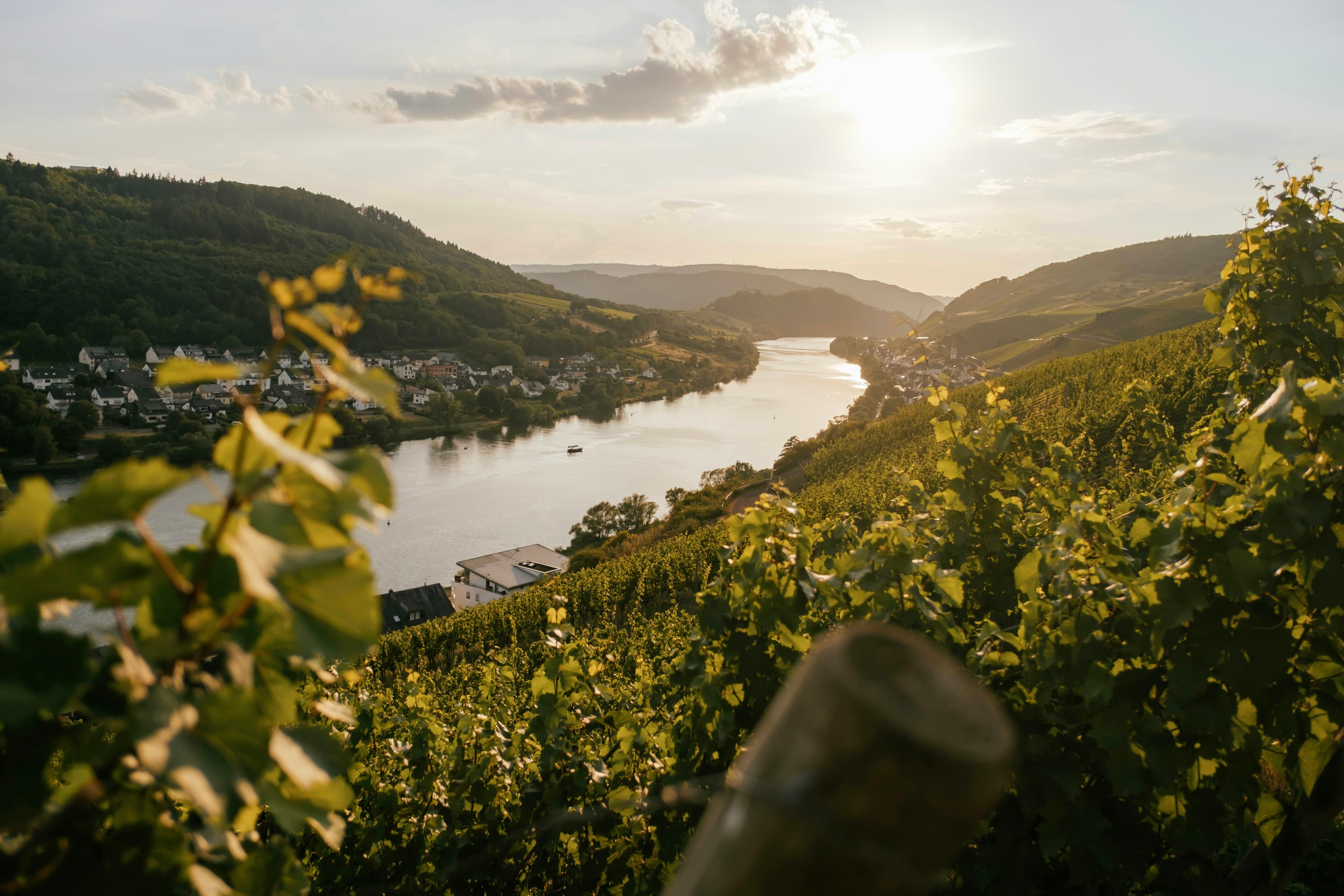 Weinberge am Flussufer im Abendlicht
